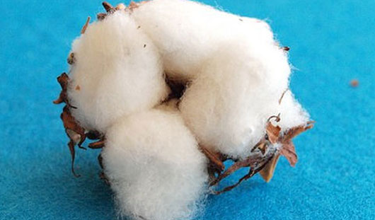 抗菌毛線絨布廠家?guī)A(yù)測：2019年棉花價格走勢下半年大有漲幅